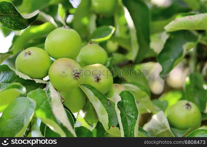Apple tree branch with small green aples bunch.