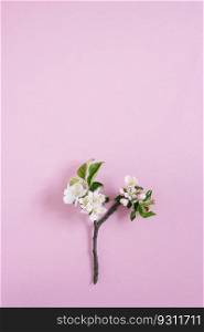 Apple tree branch with white flowers on a pink background with copy space. Flat lay composition. Spring concept