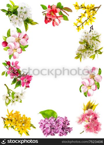 Apple tree flower, cherry twig, pear, forsythia, lilac. Set of spring blossoms isolated on white background