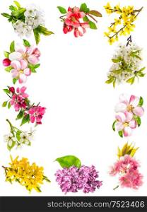 Apple tree flower, cherry twig, pear, forsythia, lilac. Set of spring blossoms isolated on white background