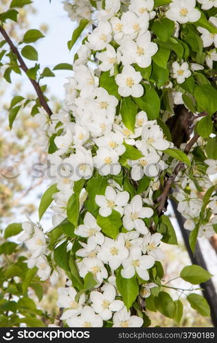 Apple tree genus of deciduous trees and shrubs in the Rosaceae