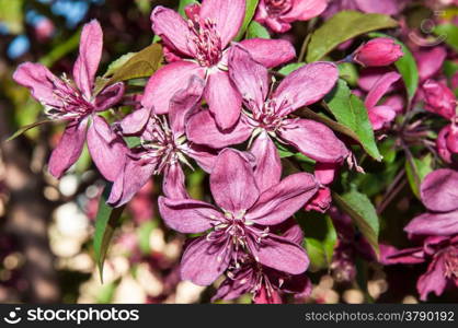 Apple tree genus of deciduous trees and shrubs in the Rosaceae