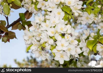 Apple tree genus of deciduous trees and shrubs in the Rosaceae