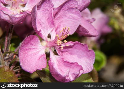 Apple tree genus of deciduous trees and shrubs in the Rosaceae