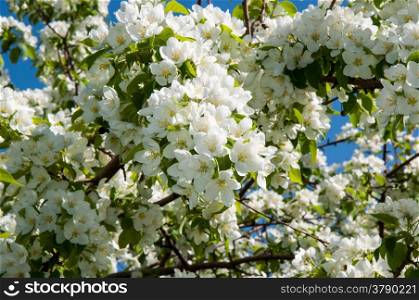 Apple tree genus of deciduous trees and shrubs in the Rosaceae