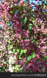 Apple tree genus of deciduous trees and shrubs in the Rosaceae