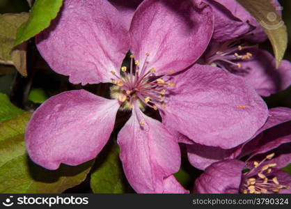 Apple tree genus of deciduous trees and shrubs in the Rosaceae