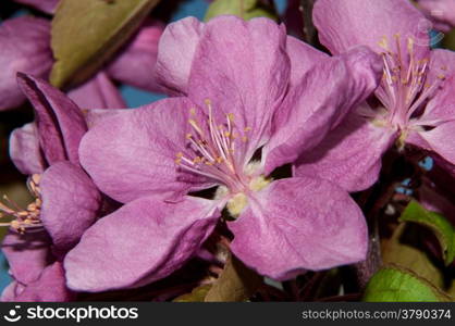 Apple tree genus of deciduous trees and shrubs in the Rosaceae