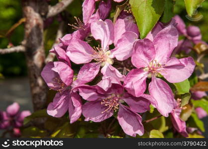 Apple tree genus of deciduous trees and shrubs in the Rosaceae