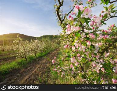 Apple tree in garden. Spring nature composition.