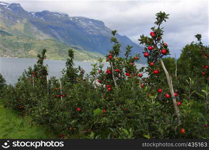 apple-tree in the foreground and mountains in the distance, norway