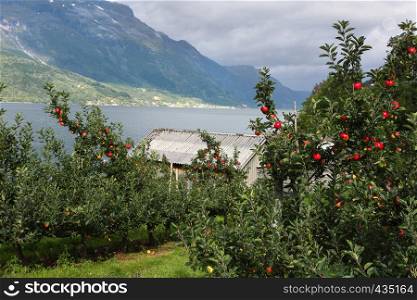 apple-tree in the foreground and mountains in the distance, norway