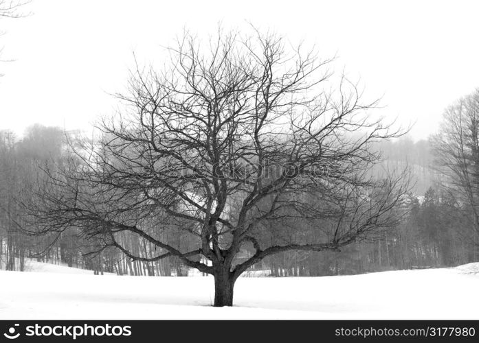 Apple tree in winter, black and white