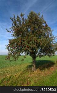 Apple tree on summer day