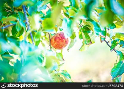 apple tree orchard before harvest