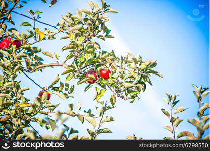 apple tree orchard before harvest