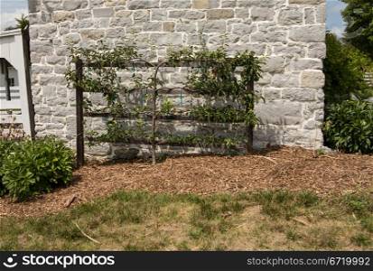 Apple tree trained in espalier against wall of stone building