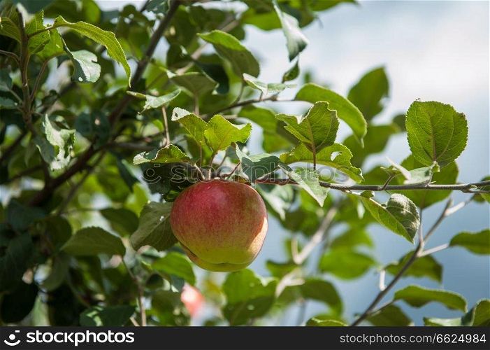 Apple tree with apples, organic natural fruits. Apple tree with apples