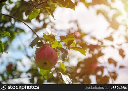Apple tree with apples, organic natural fruits. Apple tree with apples