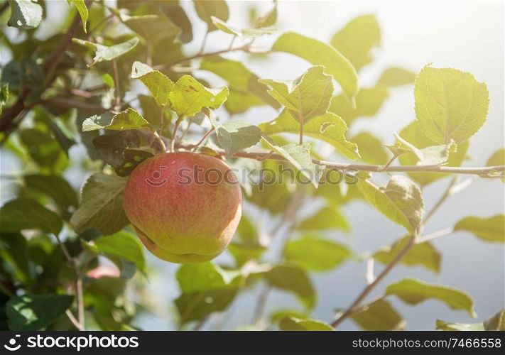 Apple tree with apples, organic natural fruits in a garden, harvest concept. Apple tree with apples