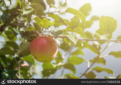 Apple tree with apples, organic natural fruits in a garden, harvest concept. Apple tree with apples