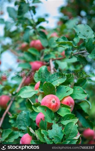 Apple tree with apples, organic natural fruits in a garden, harvest concept. Apple tree with apples
