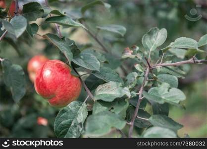 Apple tree with apples, organic natural fruits in garden. Apple tree with apples