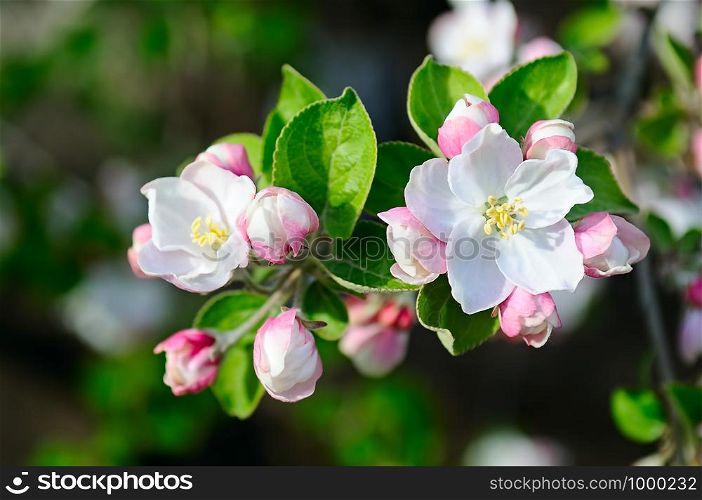 Apple tree with beautiful spring flowers on a natural background.