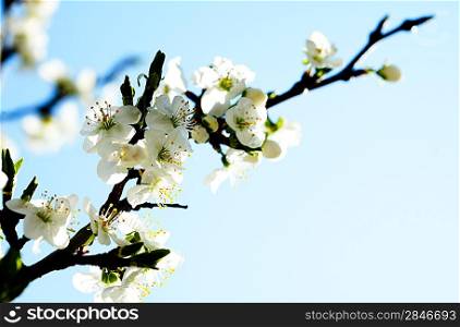apple tree with flowers under blue skies