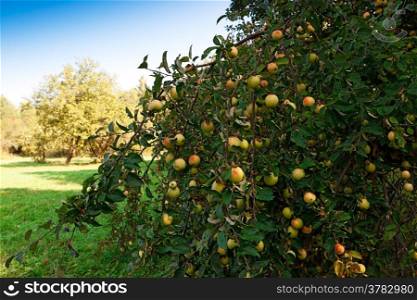 apple tree with fruit in the orchard