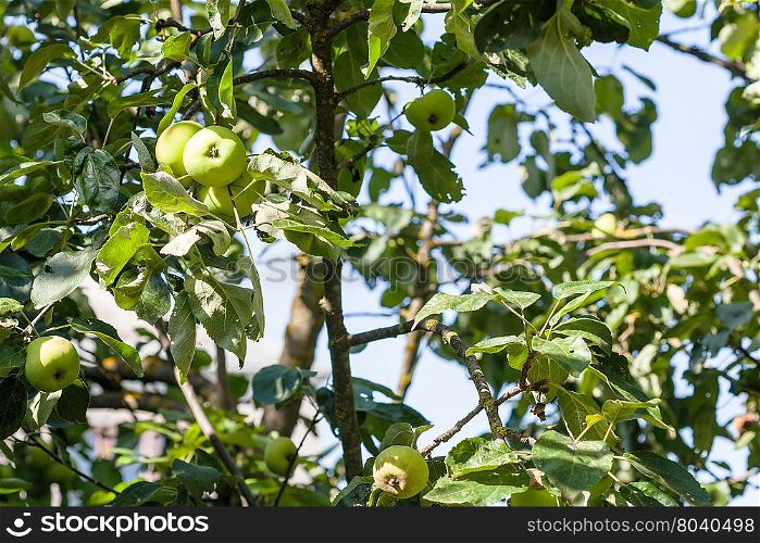 apple tree with green fruits in village garden in summer day