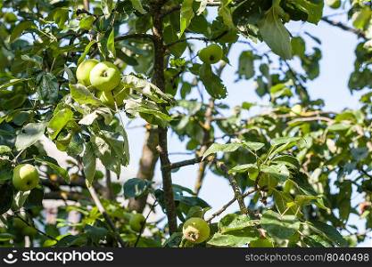 apple tree with green fruits in village garden in summer day