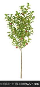 apple tree with red apples isolated on white background. 3d illustration