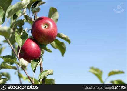 Apple tree with red apples on blue sky background