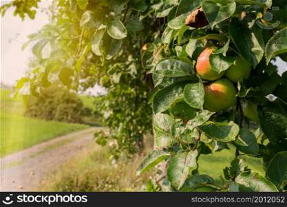 Apple trees along a meadow orchard during autumn season, Bergisches Land, Germany