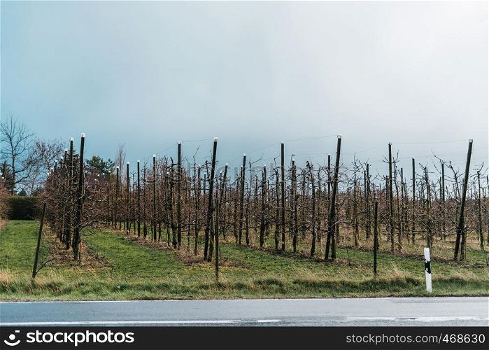 Apple trees in a farm garden. Spring landscape with rows of fruit trees