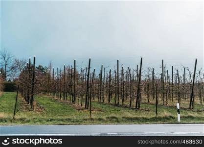 Apple trees in a farm garden. Spring landscape with rows of fruit trees