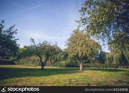 Apple trees with fruit in a yard in the fall