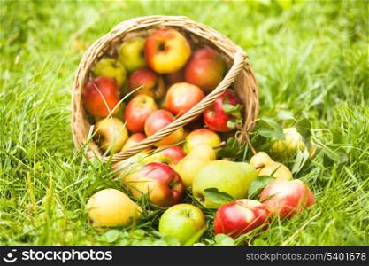 Apples and peaches scattered from the basket on a grass in the garden