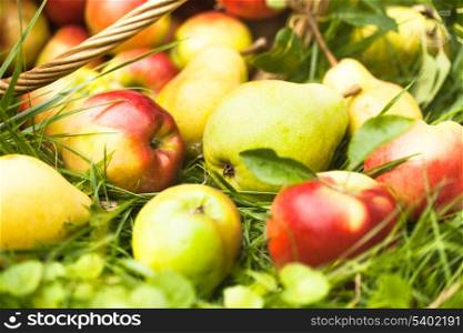 Apples and peaches scattered from the basket on a grass in the garden