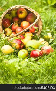 Apples and peaches scattered from the basket on a grass in the garden