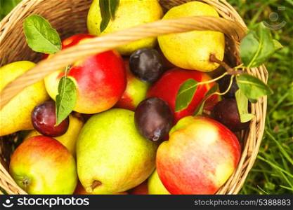 Apples and pears and plums in the basket on a grass