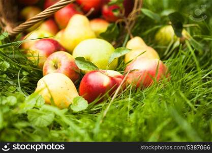 Apples and pears scattered from the basket on a grass in the garden