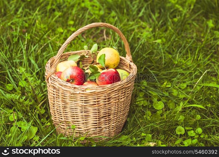 Apples and pears scattered from the basket on a grass in the garden