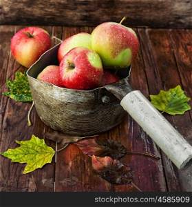 Apples autumn varieties. harvest is ripe autumn apples in the saucepan with handle
