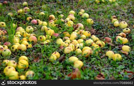 apples fallen in the grass in autumn season