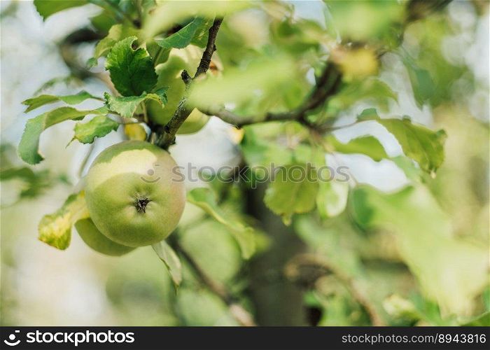 apples green apples apple tree
