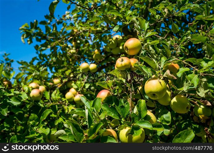apples grows on a branch among the green foliage against a blue sky