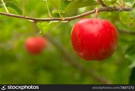 Apples hang in the orchard waiting to ripen