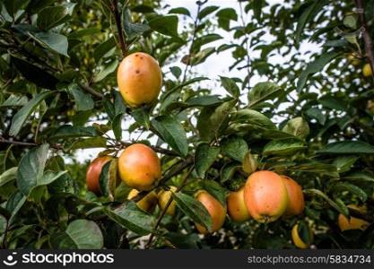 Apples haning in a tree in autumn